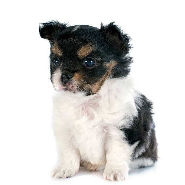 istock puppy chihuahua 483079261
