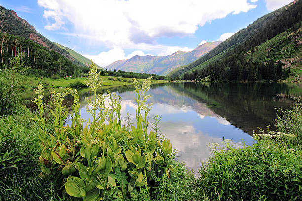 Maroon Bells lake surrounded by lush foliage This shot is of the Maroon Bells lake, as seen facing the opposite direction of the Bells. This shot was taken mid-summer, and the lake is surrounded by lush foliage, including false helleborne plant. The sky is cloudy, and the still lake reflects the sky. lily lake rocky mountains colorado stock pictures, royalty-free photos & images