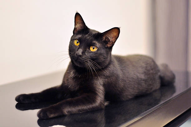 istock Black cat laying on glass 483079411