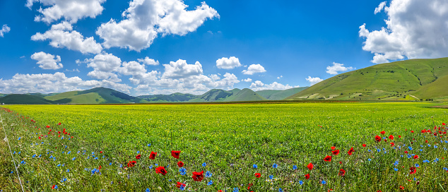 Spring landscape. Beautiful meadow full with colorful flowers and sun shining over the blue bright sky