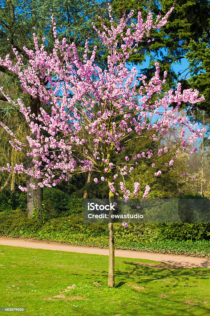 Sakura flowers blooming. Beautiful pink cherry blossom Affectionate Stock Photo