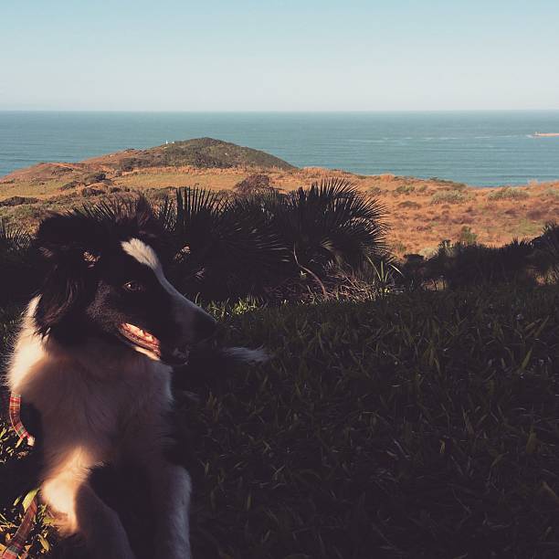 Dog black and white with the ocean view, picture taked in Brazil - SC