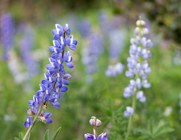 istock Purple delicate flowers in the garden 483079727