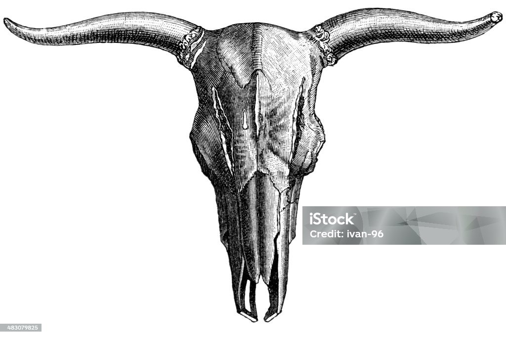 Bull skull ancient bull skull with horns Bull - Animal stock illustration