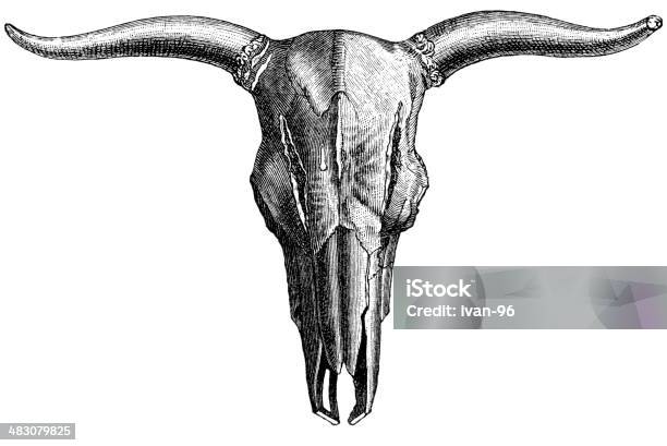 Bull Skull Stock Illustration - Download Image Now - Bull - Animal, Cow, Engraved Image