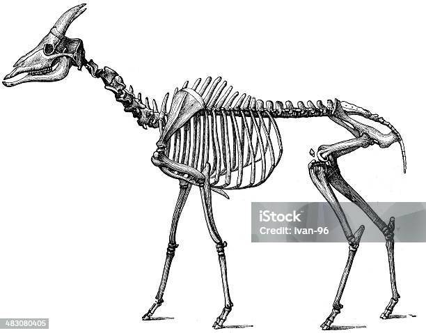 Tragoceras Amaltheus Stock Illustration - Download Image Now - Ancient, Animal, Animal Body Part