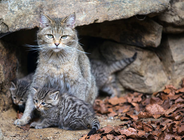 european wildcat (felis silvestris) european wildcat with baby  wildcats bavarian forest stock pictures, royalty-free photos & images