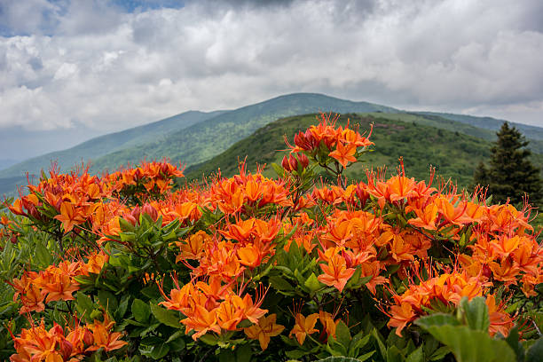 鮮やかなフレームの「アゼリア」 - roan mountain state park ストックフォトと画像