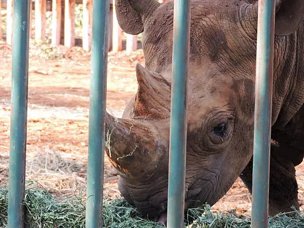 Photo of White Rhinoceros eating Alfalfa