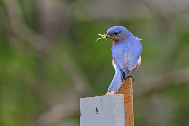 istock Male Eastern Bluebird with a Grasshopper in its Beak 483084120