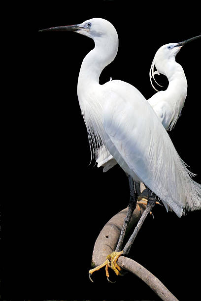 istock Stunning Egret birds against dark background 483084242
