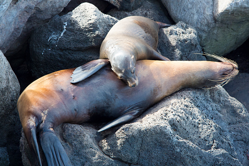 Sea lion sleeping on the rocks in the port of San Cristobal Island. Galapagos Islands. Ecuador