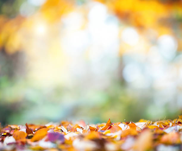 The autumn colors in the depths of the forest