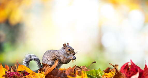 Squirrel eating nuts in the middle of colorful autumn leaves in the park.