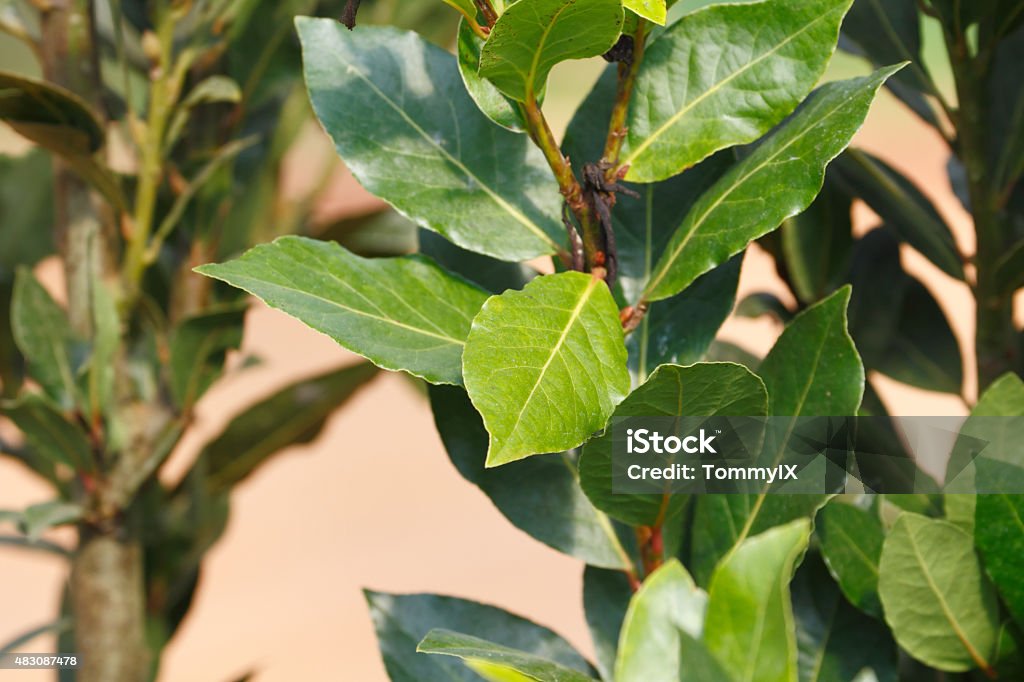 Bay leaf Bay leaf (Laurus nobilis) (bay laurel/sweet bay/bay tree/true laurel/laurel tree) the aromatic leaves use for seasoning in cooking, native to the Mediterranean region. Bay Tree Stock Photo