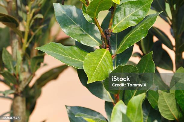 Bay Leaf Stock Photo - Download Image Now - Bay Tree, Bay Leaf, Plant