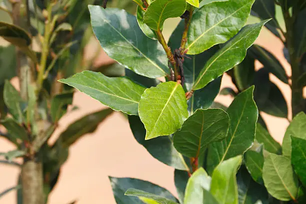 Bay leaf (Laurus nobilis) (bay laurel/sweet bay/bay tree/true laurel/laurel tree) the aromatic leaves use for seasoning in cooking, native to the Mediterranean region.