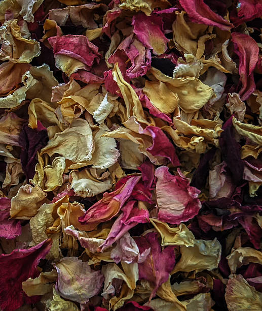 istock rose petals of different colors 483088190