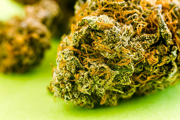 istock Medical Marijuana Buds and Seeds 483088742