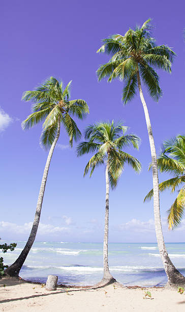 istock Caribbean sea and beach 483092042