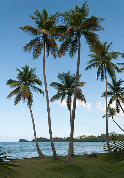 istock Caribbean sea and beach 483092046
