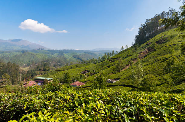 istock View of tea plantation valley in Munnar 483092602