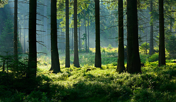 istock Sunlit Natural Spruce Tree Forest, Never Touched by Man 483093381