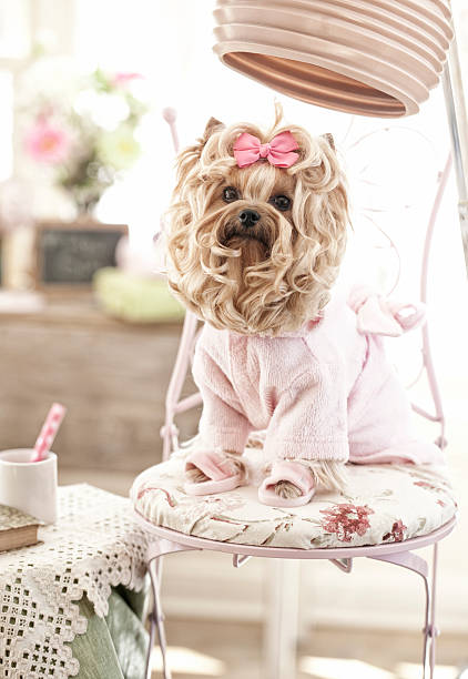 istock Yorkshire Terrier Dog Day at the Salon 483093461