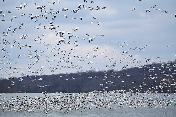 istock Thousands of Snow Geese 483093693
