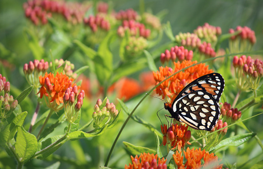 This is a orange and black female regal fritillary butterfly nectaring on a orange butterfly milkweed in the prairie with green plants in the background.  This picture was taken in a prairie in southern Iowa. The orange butterfly milkweed is in early bloom.