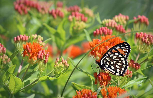 królewski rusałkowate pomarańczowy motyl na kwiat trojeść - fritillary butterfly butterfly insect lepidoptera zdjęcia i obrazy z banku zdjęć