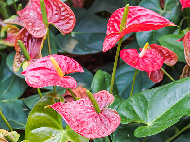 istock Red Anthurium flower in botanic garden. 483094011