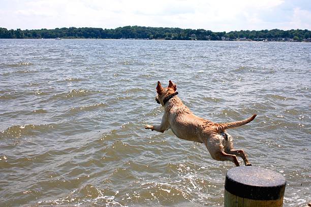 istock Dog jumping into sea 483094177