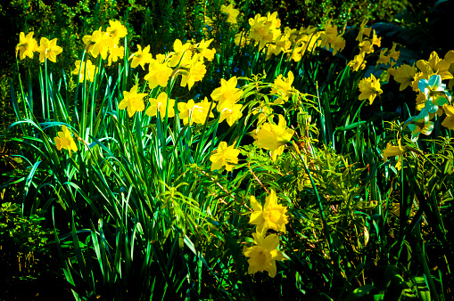 Royalty free stock photo of Daffodils in the field.