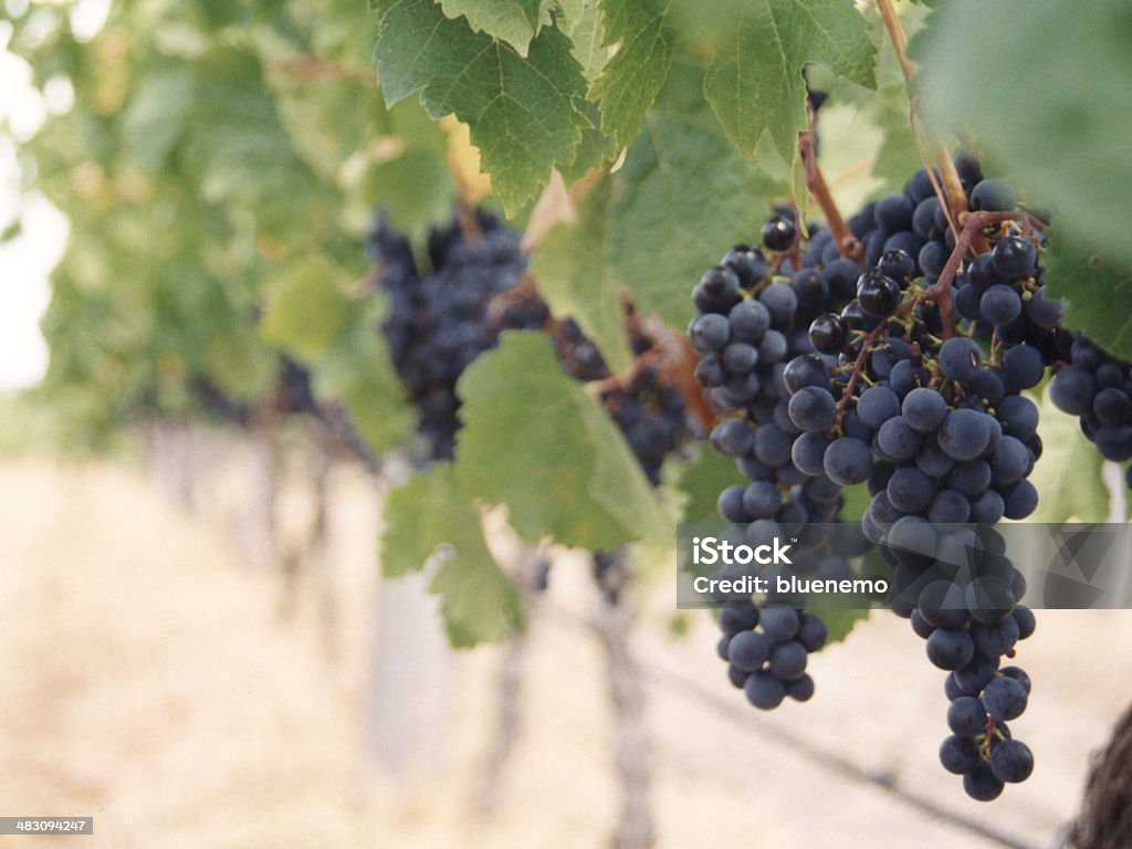 Uvas Vineyard - Foto de stock de Aire libre libre de derechos