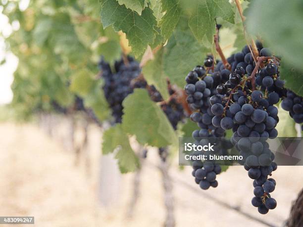 Uvas Vineyard Foto de stock y más banco de imágenes de Aire libre - Aire libre, Color - Tipo de imagen, Comidas y bebidas