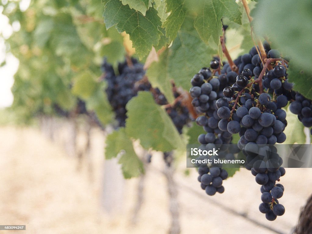 Uvas vinhedo - Foto de stock de Comida e bebida royalty-free
