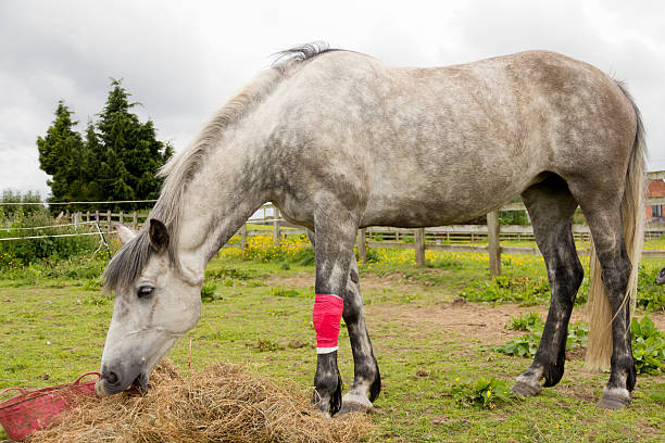Bandaged horse Large grey horse with a red bandage on her leg standing eating hay in the field. vet treating horse stock pictures, royalty-free photos & images