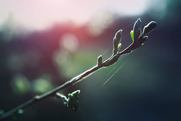 folhas de primavera - bud scar imagens e fotografias de stock