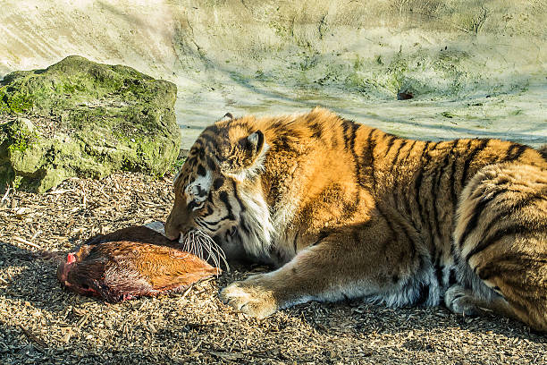 Beautiful siberian tiger living its life at the zoo.