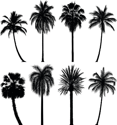 Eight highly detailed palm tree silhouettes. Each leaf has been slavishly traced to give high detail.
