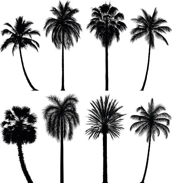 Vector illustration of Incredibly Detailed Palm Trees