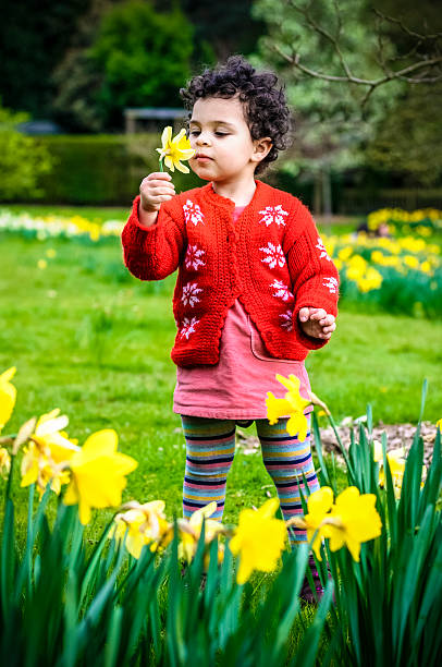 persone: bambino piccolo (2-3) holding e guardando narciso - formal garden ornamental garden child single flower foto e immagini stock