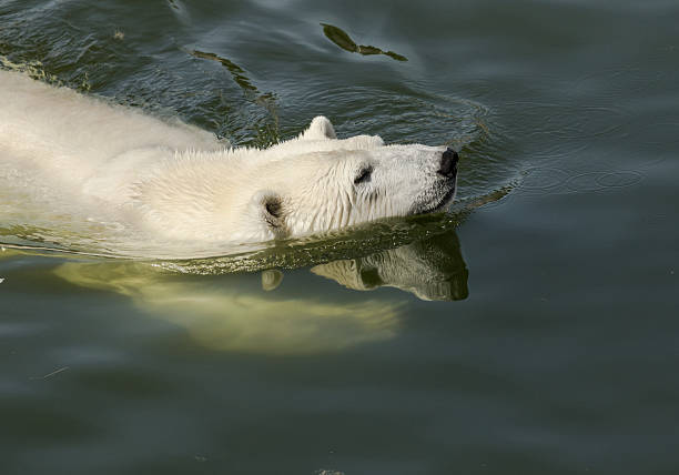 Polar bear swimming stock photo