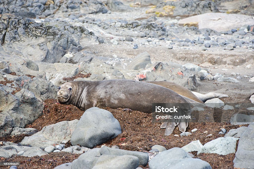 Grupo de focas - Foto de stock de Animais em Extinção royalty-free