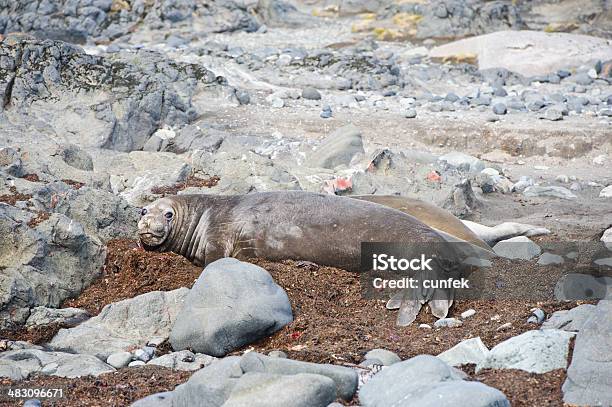 Foto de Grupo De Focas e mais fotos de stock de Animais em Extinção - Animais em Extinção, Animal, Animal selvagem