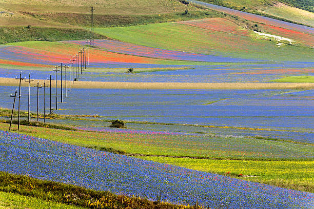 visualizza altopiano di castelluccio di norcia, umbria, italia traliccio elettrico - apennines beauty in nature grass plateau foto e immagini stock