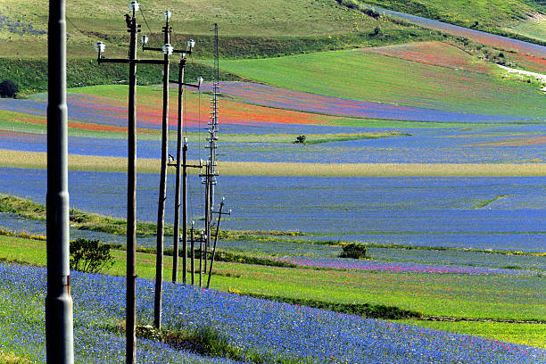 visualizza altopiano di castelluccio di norcia, umbria, italia traliccio elettrico - apennines beauty in nature grass plateau foto e immagini stock