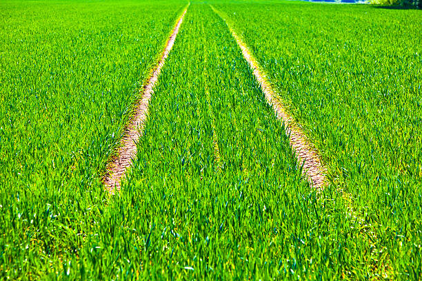 marks of wheels in green field in springtime