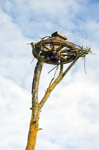 old carriage wheel on tree for white stork nest